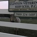 Clinton Veterinary Services: Seifferlein R W DVM
