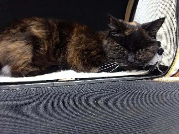 St Johns Animal Clinic Picture 4