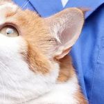 Clinton Veterinary Service PC
