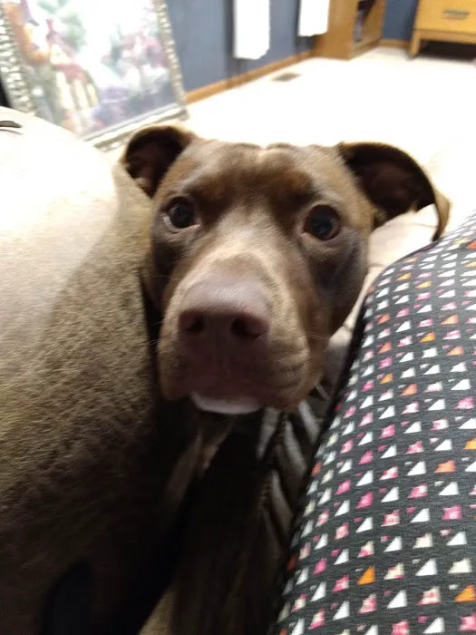Bluegrass Animal Clinic Picture 4