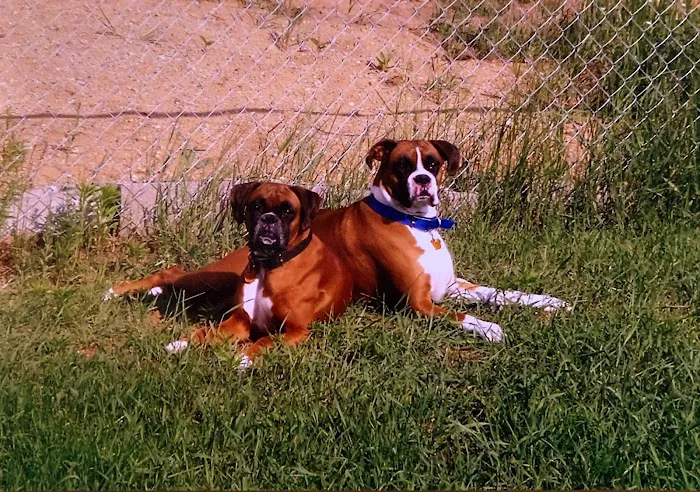 Bluegrass Animal Clinic Picture 1