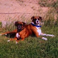 Bluegrass Animal Clinic ico