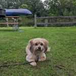 Renewed Animal Wellness