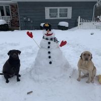 Companion Animal Veterinary Clinic, Inc. ico