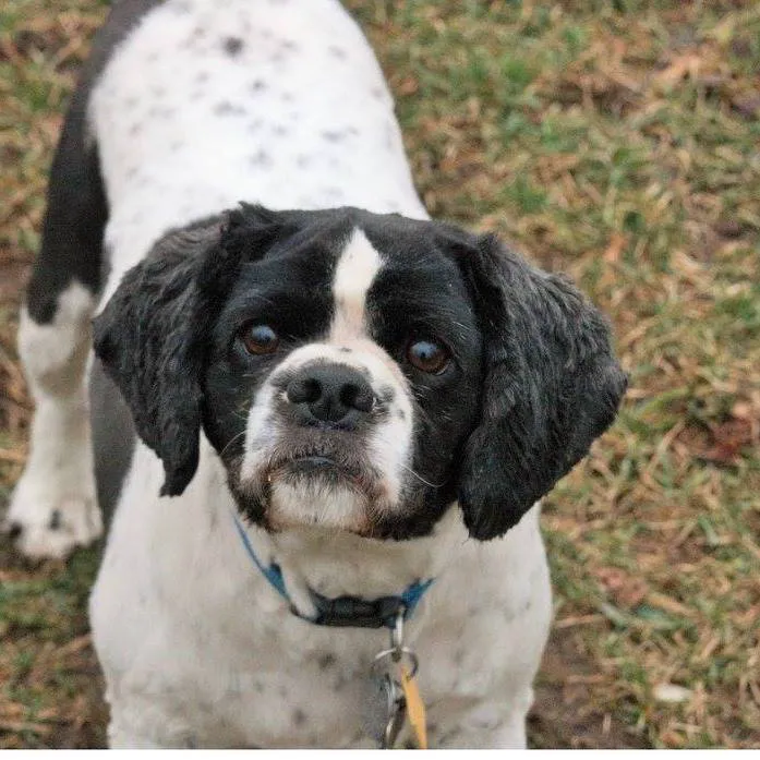 Companion Animal Veterinary Clinic, Inc. Picture 4