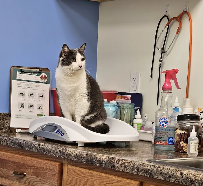 Companion Animal Veterinary Clinic, Inc. Picture 6