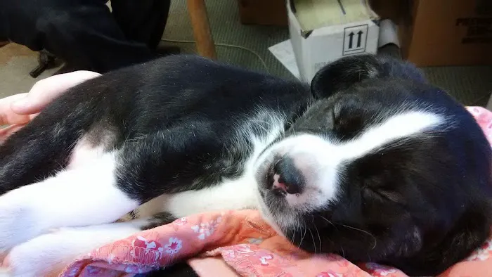 Companion Animal Veterinary Clinic, Inc. Picture 10