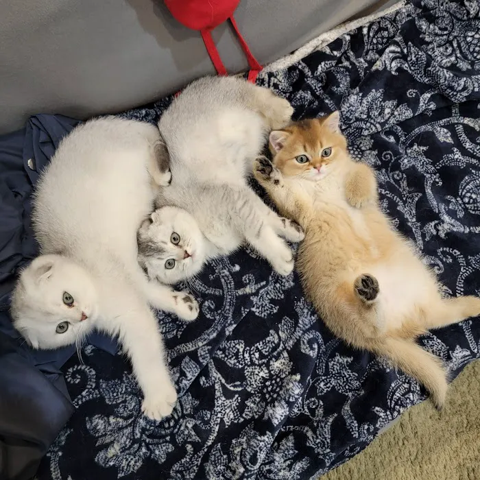 Spay Neuter Express Picture 3