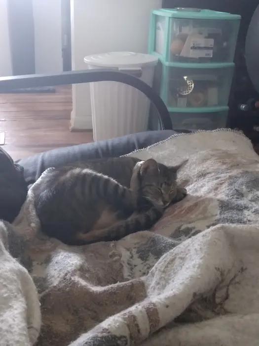 Spay Neuter Express Picture 2