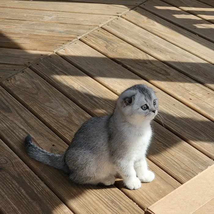 Spay Neuter Express Picture 4