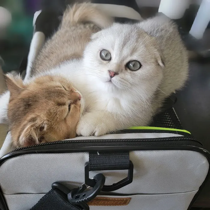 Spay Neuter Express Picture 5