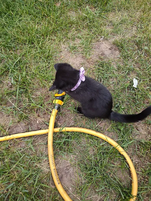 Spay Neuter Express Picture 6