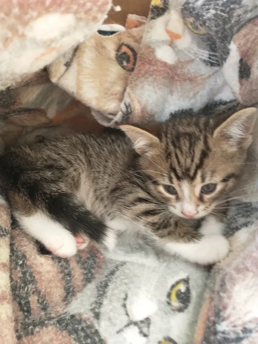 Spay Neuter Express Picture 10