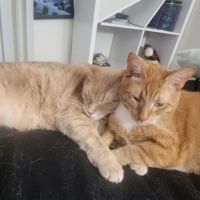 PetVet Vaccination Clinic ico