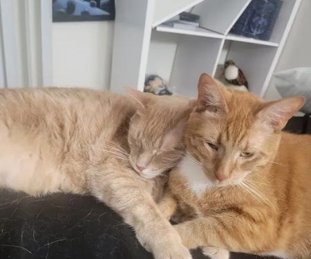 PetVet Vaccination Clinic