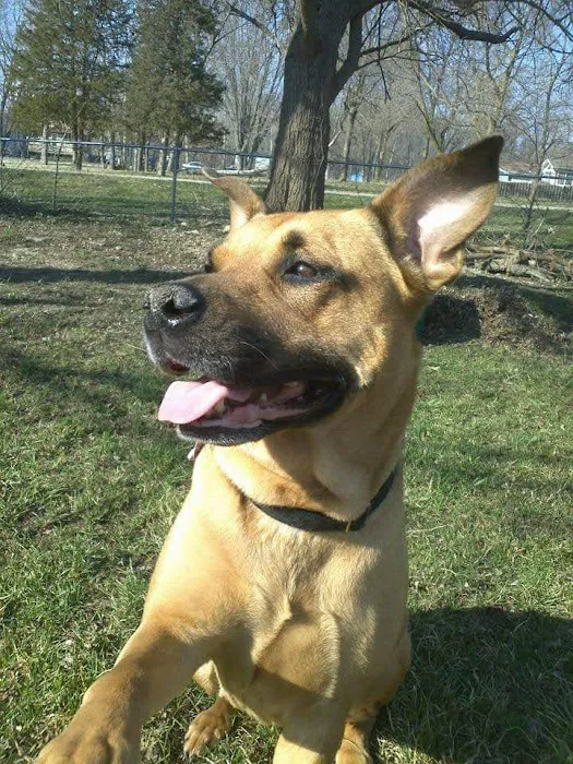 La Porte Animal Hospital Picture 6