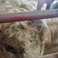 Shireman Veterinary Services ico