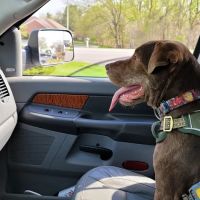 New Carlisle Animal Clinic ico