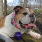 Three Oaks Veterinary Clinic