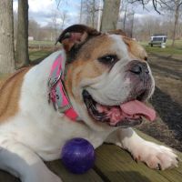 Three Oaks Veterinary Clinic ico