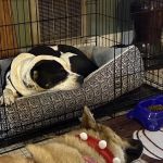 Hero Pet Animal Hospital