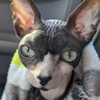 Gaines Shoal Animal Clinic ico