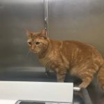 Boulevard Animal Hospital