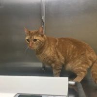 Boulevard Animal Hospital ico