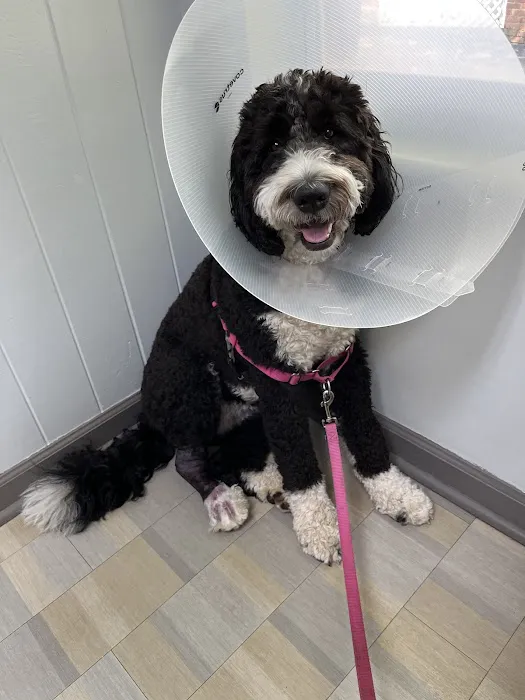 Boulevard Animal Hospital Picture 6