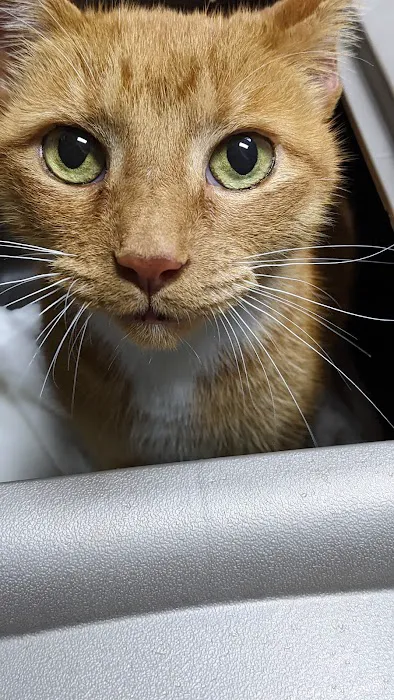 Boulevard Animal Hospital Picture 5