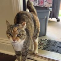 Athens Animal Hospital ico