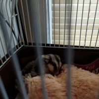 UGA Pet Health Center ico