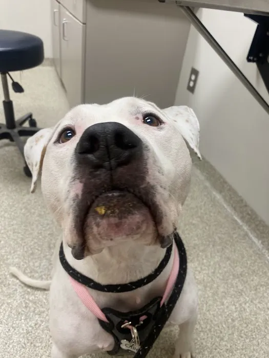 UGA Pet Health Center Picture 10