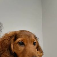 Hawthorne Animal Hospital ico