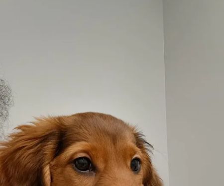 Hawthorne Animal Hospital