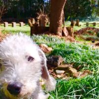 Best Friends Mobile Veterinary Services, LLC ico