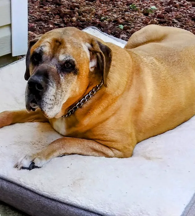 Best Friends Mobile Veterinary Services, LLC Picture 3