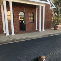 South Athens Animal Clinic ico