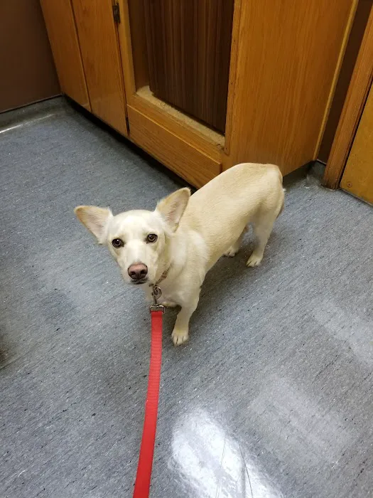 South Athens Animal Clinic Picture 5