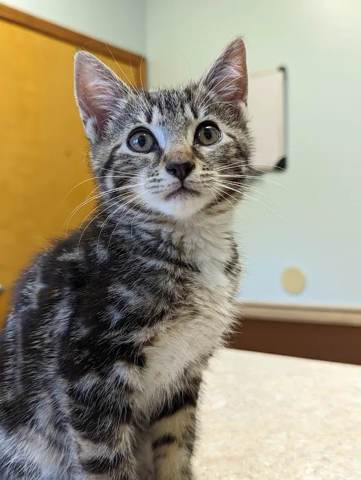 South Athens Animal Clinic Picture 10