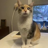 Animal Eye Care Clinic ico