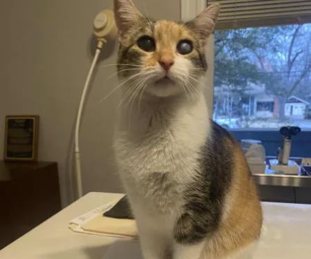 Animal Eye Care Clinic