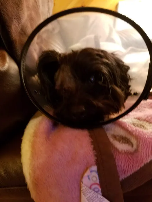 Animal Eye Care Clinic Picture 2