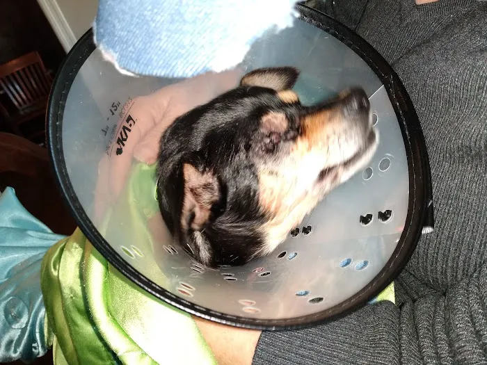 Animal Eye Care Clinic Picture 3