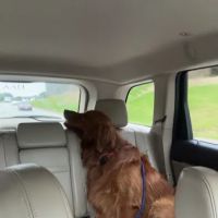 Athens Animal Medical Clinic ico