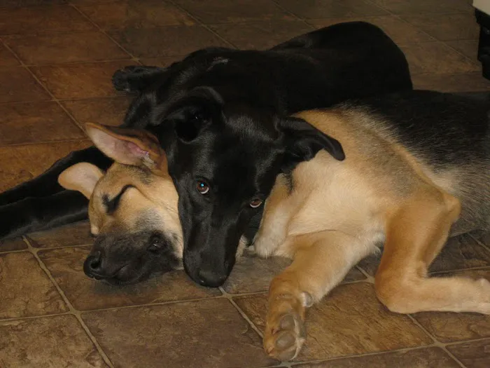 Athens Animal Medical Clinic Picture 6