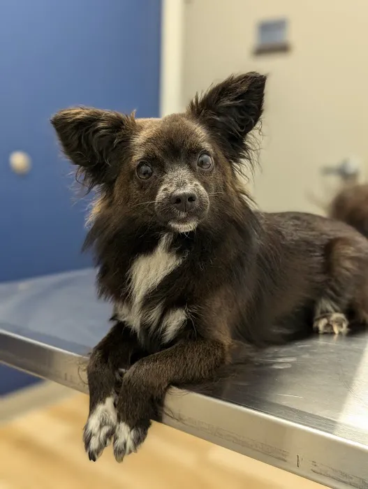 Oak Grove Animal Clinic Picture 1