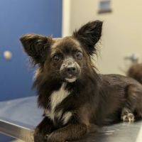 Oak Grove Animal Clinic ico