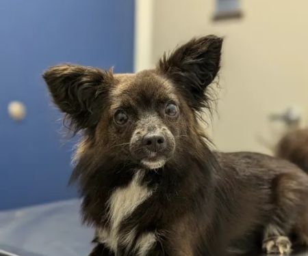 Oak Grove Animal Clinic