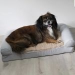 Traditions Animal Hospital